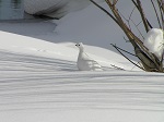 Белая куропатка самка зимой